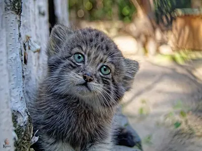 Кот Манул» — создано в Шедевруме