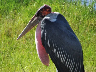 Африканский марабу, Leptoptilos crumenifer, Marabou Stork | Flickr