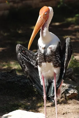 картинки : Нидерланды, аист, птица, Аист марабу, Ciconiiformes, Фауна,  клюв, Журавль, Кран 2480x3712 - Elsemargriet - 1436851 - красивые картинки  - PxHere