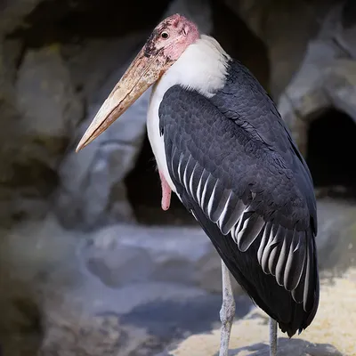 Марабу:настоящий падальщик, но очень чистоплотный. | Animal Planet - Мир  животных | Дзен