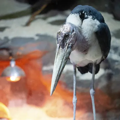 Африканский марабу Marabou stork - YouTube