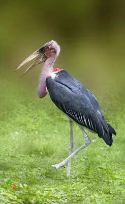 Аист Марабу Крупная Болотная Птица Из Семейства Аистов Ciconiidae Его  Иногда Называют Птицейгробовщиком Изза Его Формы Сзад — стоковые фотографии  и другие картинки Аист - iStock