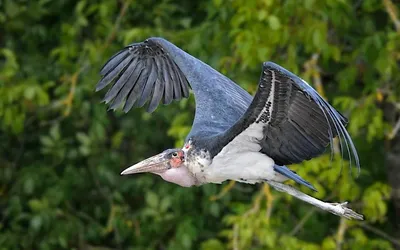 Файл:Marabou stork (Leptoptilos crumenifer) head.jpg — Википеди