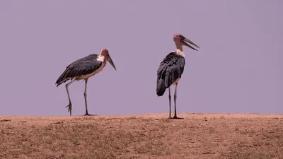 Марабу:настоящий падальщик, но очень чистоплотный. | Animal Planet - Мир  животных | Дзен