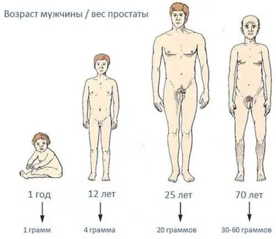 russian по низкой цене! russian с фотографиями, картинки на управление массаж  простаты.alibaba.com