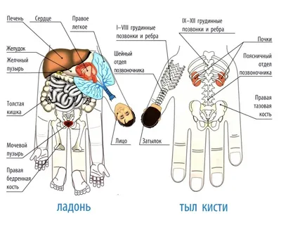 Набор массажёров Су-джок, 3,5 см, 2 кольца, цвет микс – купить по цене 140  руб. в интернет-магазине Санкт-Петербурга и Москвы