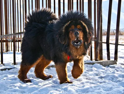 Тибетский мастиф (Tibetan mastiff) (Породы собак) мастиф собака, тибетский  мастиф фото, тибетский мастиф цена, тибетский мастиф купить, щенки  тибетского мастифа, собака тибетский мастиф, мастиф купить Энциклопедия о  животных EGIDA.BY