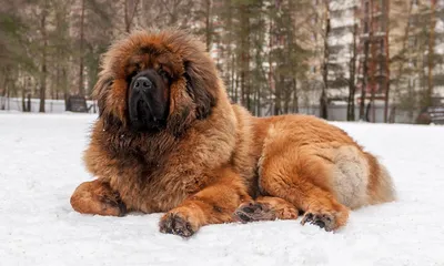 Пиренейский мастиф (Pyrenean Mastiff) - это сильная, спокойная и  добродушная порода собак. Фото, описание и отзывы.