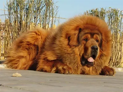 ТИБЕТСКИЙ МАСТИФ | Big dog breeds, Rare dogs, Rare dog breeds