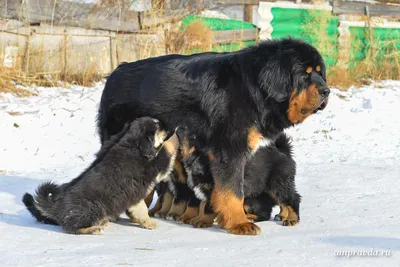 Бельгийский мастиф (Фламандская упряжная)