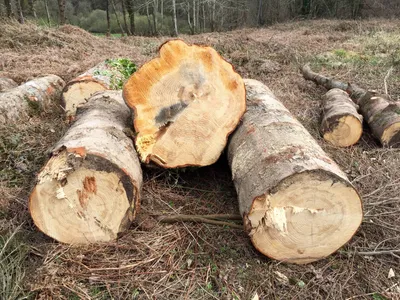 Преимущества мебели из натурального дерева