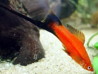 Меченосец чернохвостый (Xiphophorus hellerii var.) | Aquarium-Style