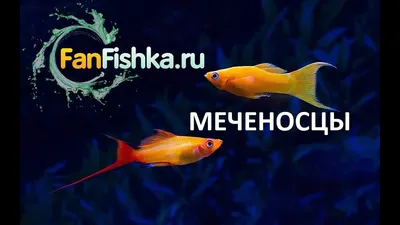 Меченосцы. Подборка фото рыб | Пикабу