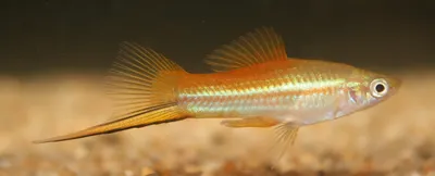 Меченосец золотой (Xiphophorus hellerii var.) | Aquarium-Style