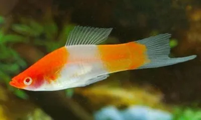 Меченосец красный (Xiphophorus hellerii var.) в продаже в супермаркете  @aqualogo_vdnh Селекционная форма зеленого меченосца. Неплохо… | Instagram