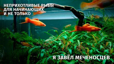 Купите черных меченосцев по цене всего от 40 рублей!