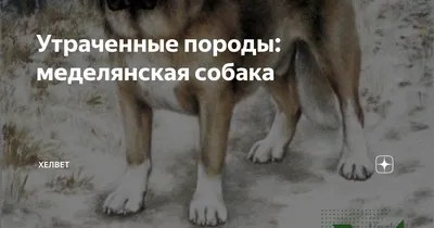 Исчезнувшие породы собак: портал для владельцев домашних животных PetCare.ua