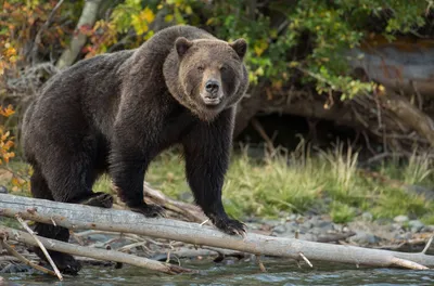 Молодой Медведь Гризли (Ursus ARCTOS) В Йеллоустонском Национальном Парке,  Штат Вайоминг Фотография, картинки, изображения и сток-фотография без  роялти. Image 57583759