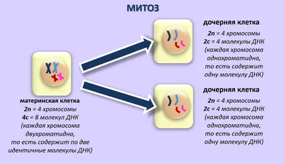 Деление клетки. Отличие митоза и мейоза - NeoBionika.ru - сайт о  дополнительном образовании: обучающие материалы для самообразования