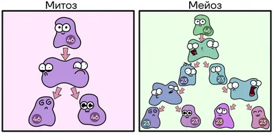 Мейоз и его сравнение с митозом | ВКонтакте