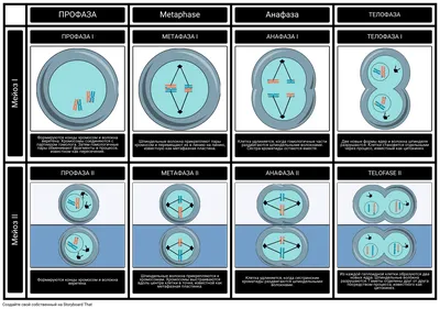 Фазы деления клетки: митоз и мейоз, их сходства и различия — типы и виды  деления клеток, прямое и непрямое деление