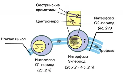 деление мейоза. меиоз делится на мейоз I и мейоз Ii Иллюстрация штока -  иллюстрации насчитывающей завязь, пары: 241462823