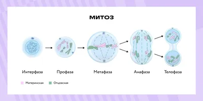 Деление клеток: митоз, мейоз, бинарное деление надвое, амитоз. | СтадикÓн -  онлайн школа | ОГЭ | ЕГЭ | Дзен