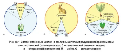 Мейоз - Умскул Учебник