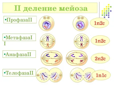 18. Мейоз: Место мейоза и оплодотворения в жизненном цикле организмов