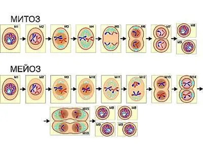 Митоз и мейоз - биология и физиология клетки - YouTube