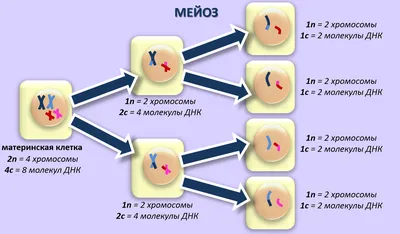 Деление клетки. Как происходит мейоз? | Биология с Марией Семочкиной | Дзен