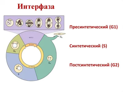 фазы мейоза. мейоз описывает специфический процесс деления клеток,  посредством которого производятся гамбеты Иллюстрация штока - иллюстрации  насчитывающей хромосома, пары: 241462965