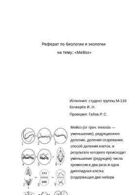 Мейоз, отличия от митоза