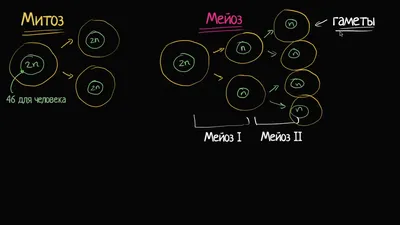 Тематический тест \"Митоз и мейоз\" 2022 Вариант по биологии