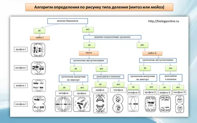 Подготовка по химии и биологии для обучения за рубежом: Митоз и мейоз.  Схемы. (Митоз и мейоз. Схемы: Процесс В - митоз, процесс А - мейоз..)