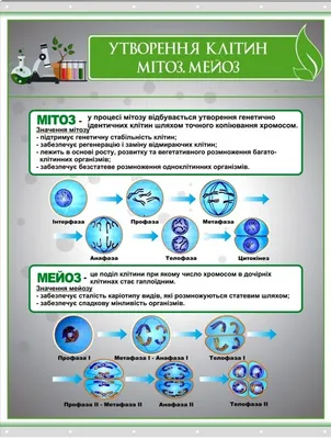 Мейоз» — создано в Шедевруме