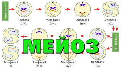 Мейоз | Цитология | Биология