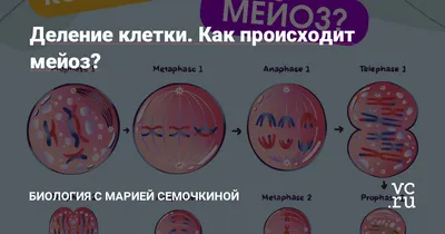 Мейоз