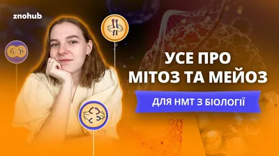 Алгоритм определения типа деления (митоз или мейоз) - модуль