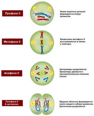 Диаграмма: Мейоз | Quizlet