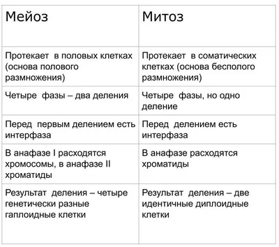 Мейоз против митоза иллюстрация вектора. иллюстрации насчитывающей золах -  50107354