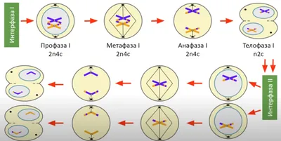 Размножение клеток: Мейоз | Кинезиолог