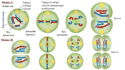 Деление клетки. Как происходит мейоз? — Биология с Марией Семочкиной на  vc.ru