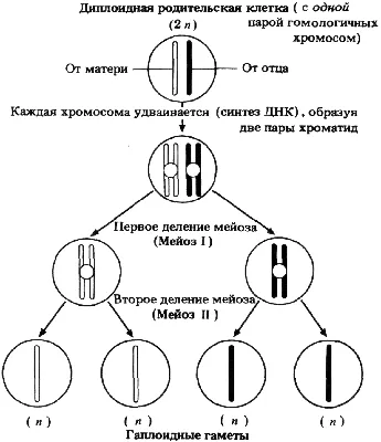 Урок биологии. \"Митоз. Мейоз\" - 9 класс. Русинова А.В. - YouTube