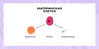 Мейоз митоз и иллюстрация вектора. иллюстрации насчитывающей хромосома -  189857921