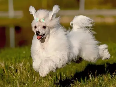 Стрижка китайской голой хохлатой собаки | Зоосалон и школа груминга  All-Grooming. Груминг и обучение стрижке собак