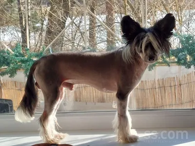 Китайская хохлатая собака (Canis lupus familiaris 'Chinese Crested') - Rock  Identifier