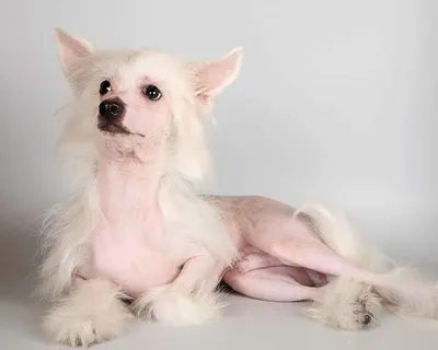 Китайская хохлатая собака (Chinese Crested Dog) - порода веселая, игривая и  нежная. Фото, описание и отзывы о собаке.
