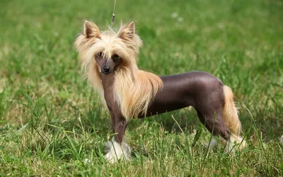 Собака Xoloitzcuintli породы, мексиканская лысая собака серого цвета на  открытом воздухе стоковое фото ©Tverdohlib.com 154283658