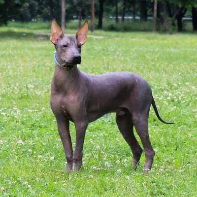 Мексиканская голая собака (Mexican Hairless Dog) - это милая, умная и  легкообучаемая порода собак. Фото, описание и отзывы.